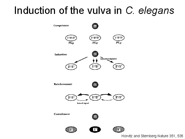 Induction of the vulva in C. elegans Horvitz and Sternberg Nature 351, 535 