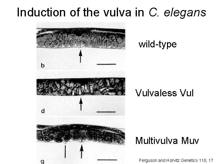 Induction of the vulva in C. elegans wild-type Vulvaless Vul Multivulva Muv Ferguson and