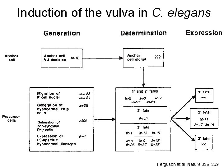Induction of the vulva in C. elegans Ferguson et al. Nature 326, 259 