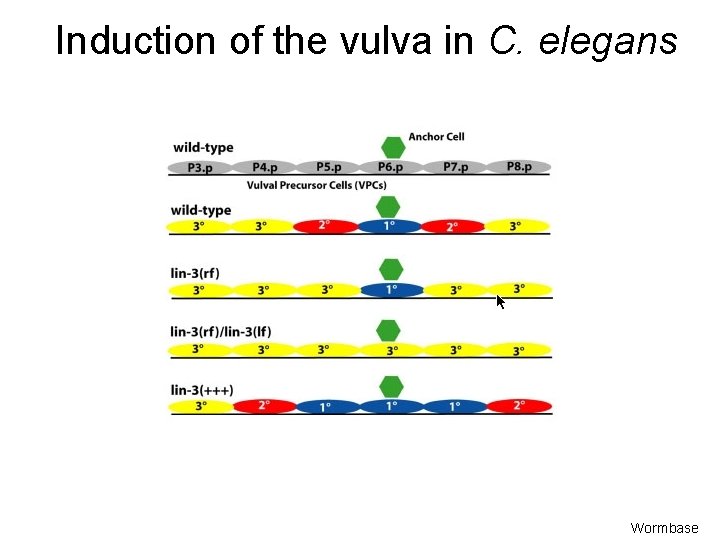 Induction of the vulva in C. elegans Wormbase 