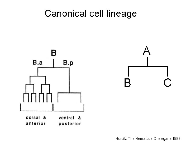 Canonical cell lineage A B C Horvitz The Nematode C. elegans 1988 