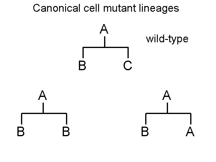 Canonical cell mutant lineages A B wild-type C A B B A 