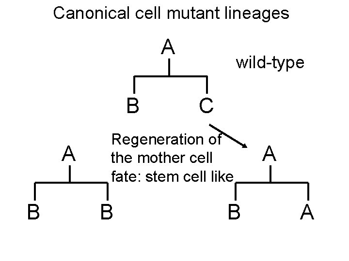 Canonical cell mutant lineages A B wild-type C Regeneration of the mother cell fate: