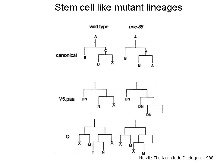 Stem cell like mutant lineages Horvitz The Nematode C. elegans 1988 