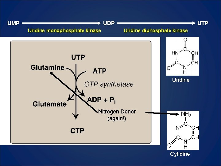 UMP UDP Uridine monophosphate kinase UTP Uridine diphosphate kinase Uridine Nitrogen Donor (again!) Cytidine