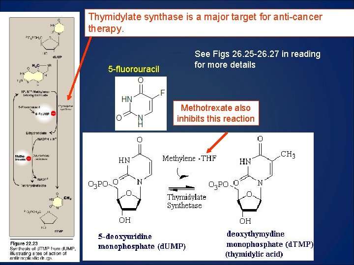 Thymidylate synthase is a major target for anti-cancer therapy. 5 -fluorouracil See Figs 26.