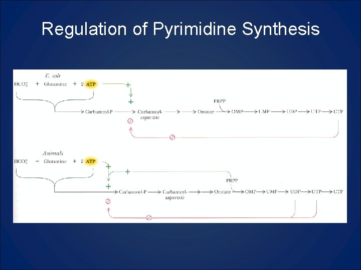 Regulation of Pyrimidine Synthesis 