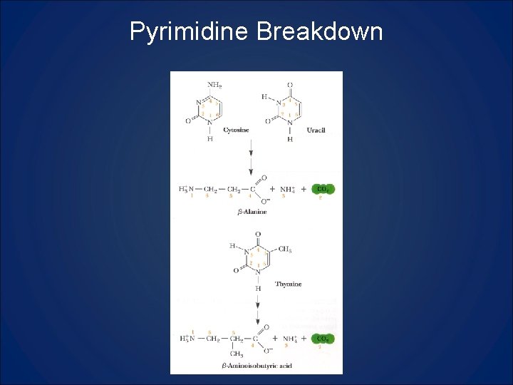 Pyrimidine Breakdown 