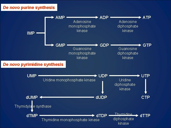 De novo purine synthesis AMP IMP GMP ADP Adenosine monophosphate kinase GDP Guanosine monophosphate