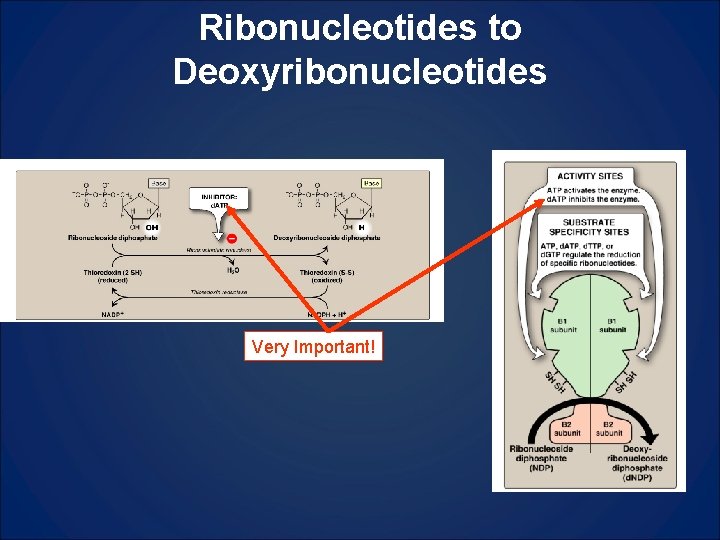 Ribonucleotides to Deoxyribonucleotides Very Important! 