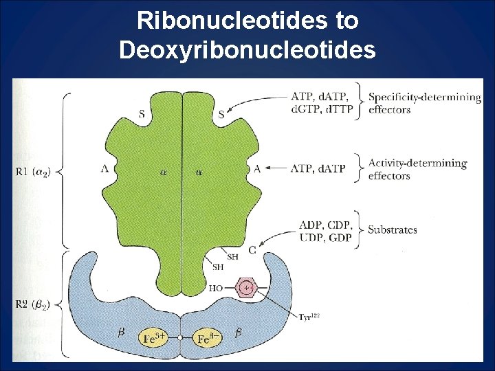 Ribonucleotides to Deoxyribonucleotides 
