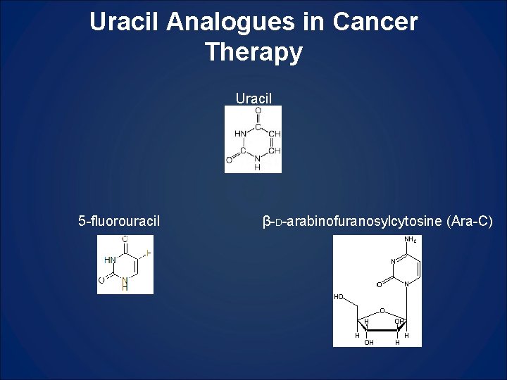 Uracil Analogues in Cancer Therapy Uracil 5 -fluorouracil β-D-arabinofuranosylcytosine (Ara-C) 