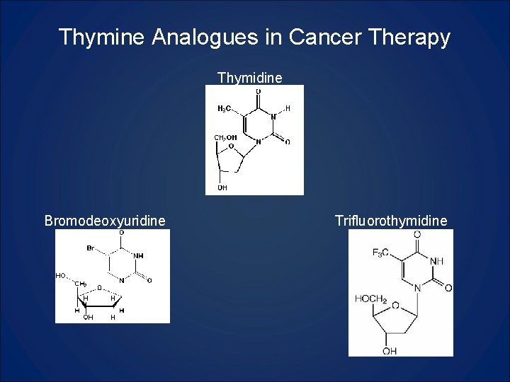Thymine Analogues in Cancer Therapy Thymidine Bromodeoxyuridine Trifluorothymidine 