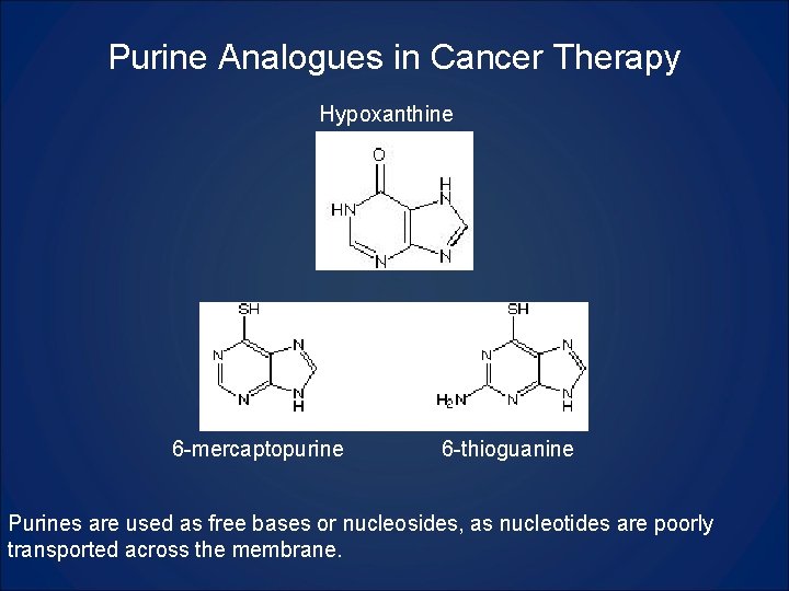 Purine Analogues in Cancer Therapy Hypoxanthine 6 -mercaptopurine 6 -thioguanine Purines are used as