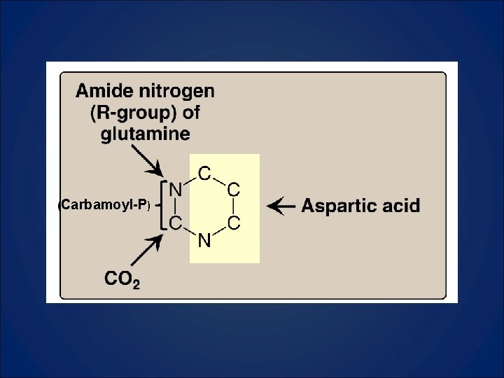 (Carbamoyl-P) 