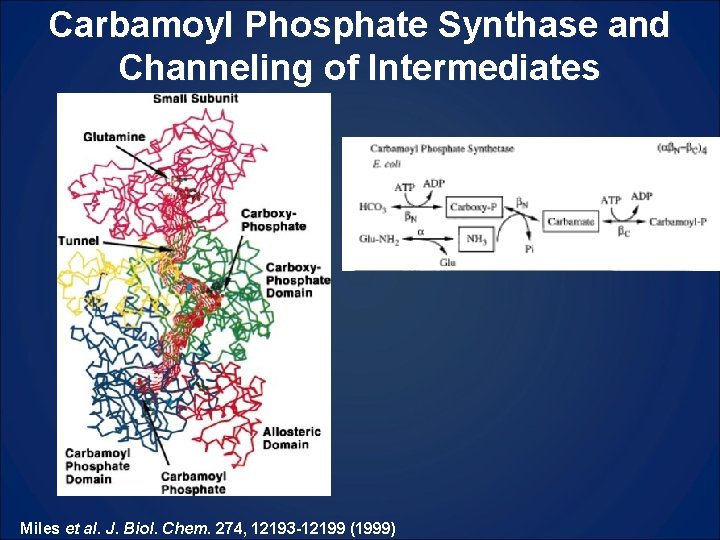 Carbamoyl Phosphate Synthase and Channeling of Intermediates Miles et al. J. Biol. Chem. 274,