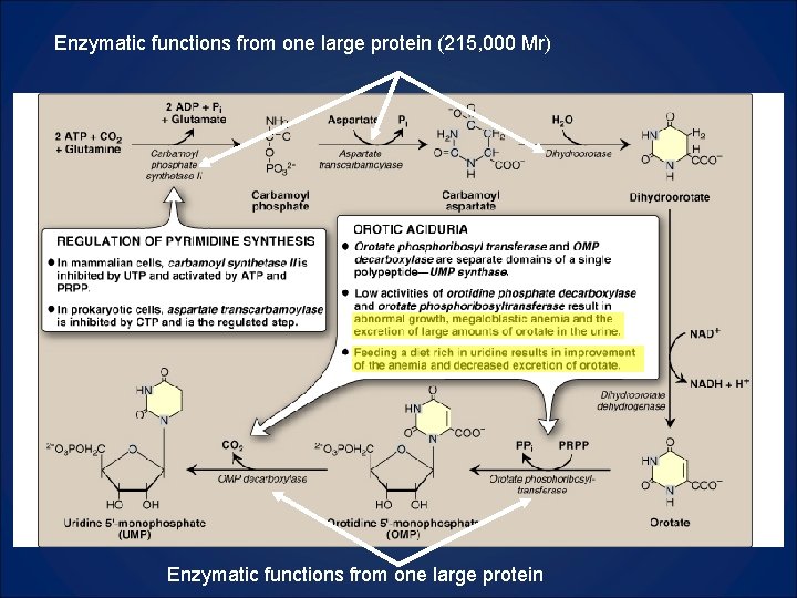 Enzymatic functions from one large protein (215, 000 Mr) Enzymatic functions from one large