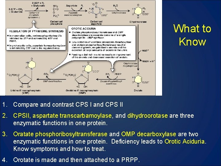 What to Know 1. Compare and contrast CPS I and CPS II 2. CPSII,