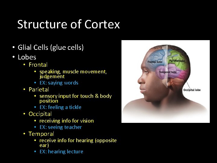 Structure of Cortex • Glial Cells (glue cells) • Lobes • Frontal • speaking,