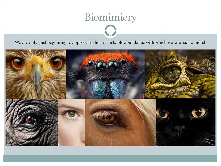 Biomimicry We are only just beginning to appreciate the remarkable abundance with which we
