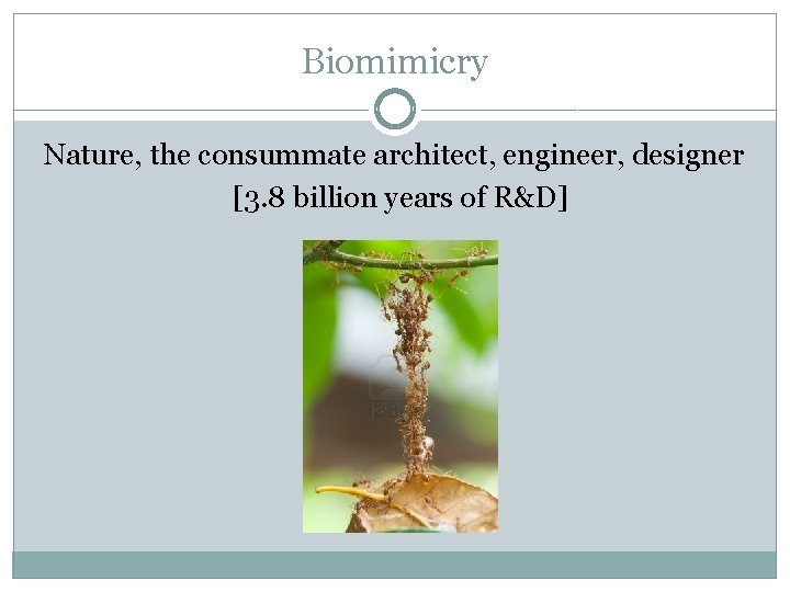 Biomimicry Nature, the consummate architect, engineer, designer [3. 8 billion years of R&D] 