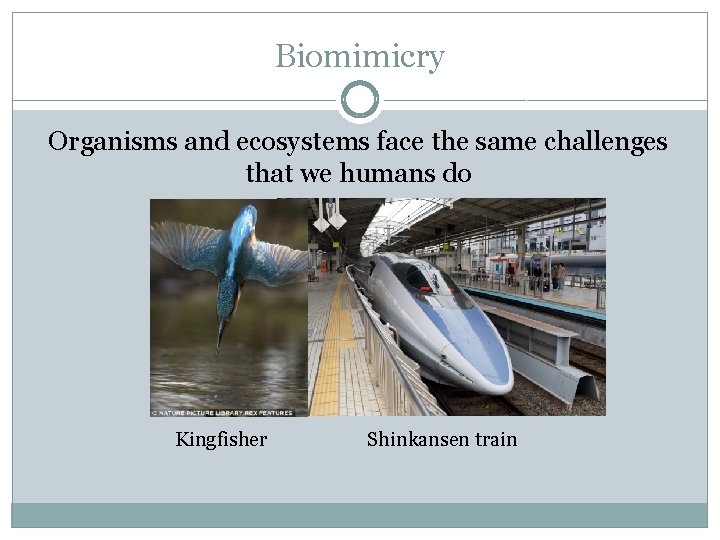 Biomimicry Organisms and ecosystems face the same challenges that we humans do Kingfisher Shinkansen