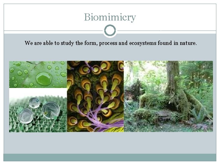 Biomimicry We are able to study the form, process and ecosystems found in nature.