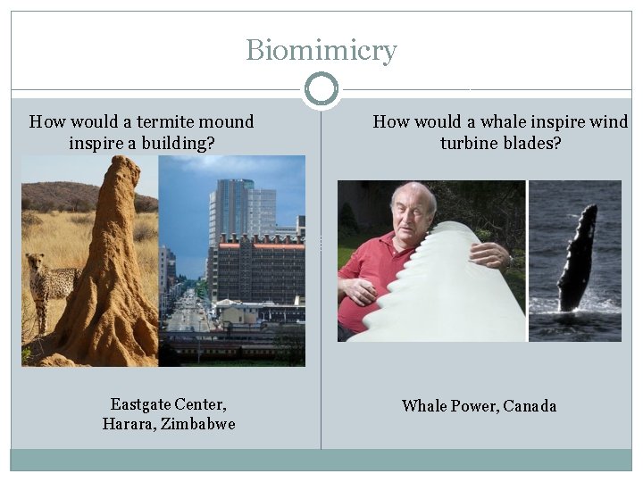 Biomimicry How would a termite mound inspire a building? Eastgate Center, Harara, Zimbabwe How