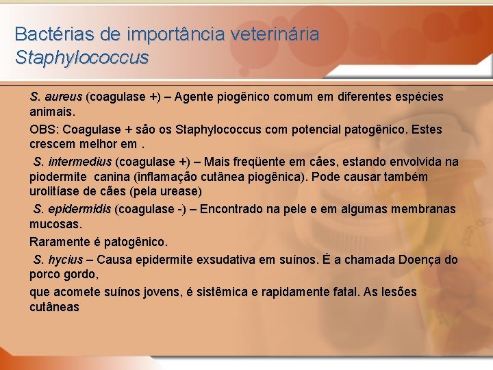 Bactérias de importância veterinária Staphylococcus S. aureus (coagulase +) – Agente piogênico comum em