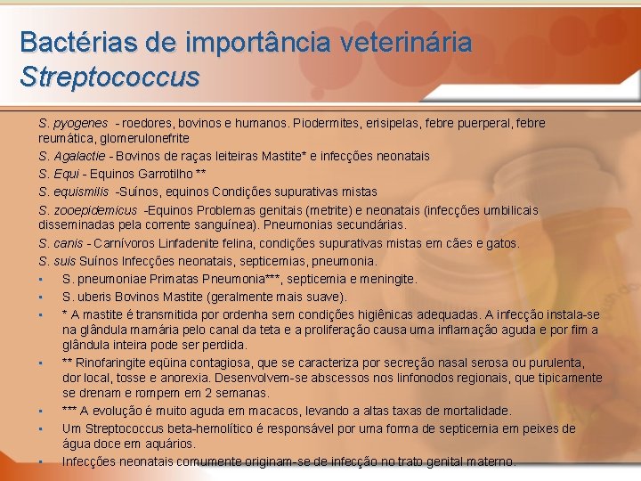 Bactérias de importância veterinária Streptococcus S. pyogenes - roedores, bovinos e humanos. Piodermites, erisipelas,