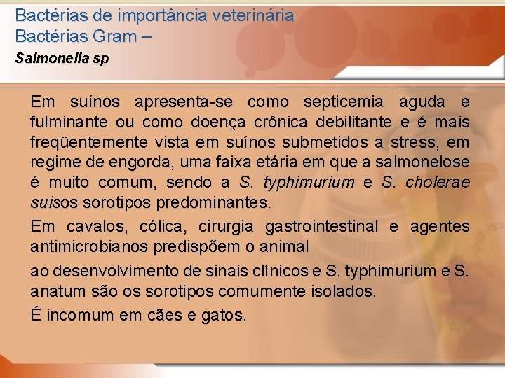 Bactérias de importância veterinária Bactérias Gram – Salmonella sp Em suínos apresenta-se como septicemia