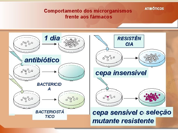 Comportamento dos microrganismos frente aos fármacos 1 dia ATIBIÓTICOS RESISTÊN CIA antibiótico cepa insensível