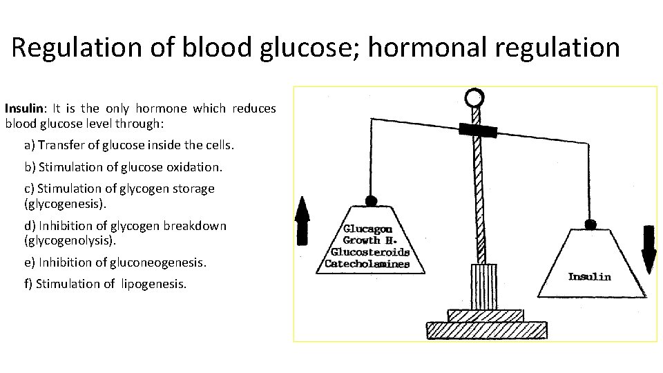 Regulation of blood glucose; hormonal regulation Insulin: It is the only hormone which reduces