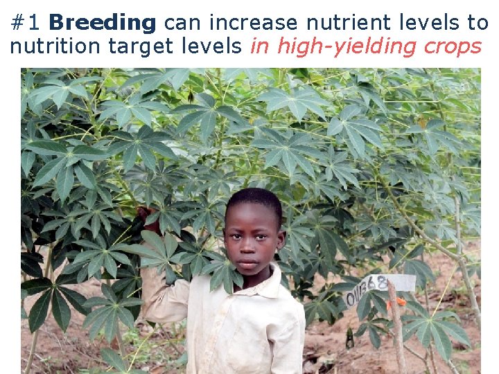 #1 Breeding can increase nutrient levels to nutrition target levels in high-yielding crops 