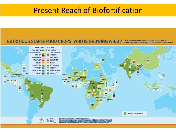 Present Reach of Biofortification 21 