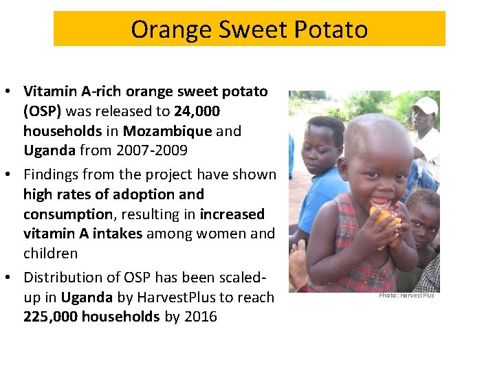 Orange Sweet Potato • Vitamin A-rich orange sweet potato (OSP) was released to 24,