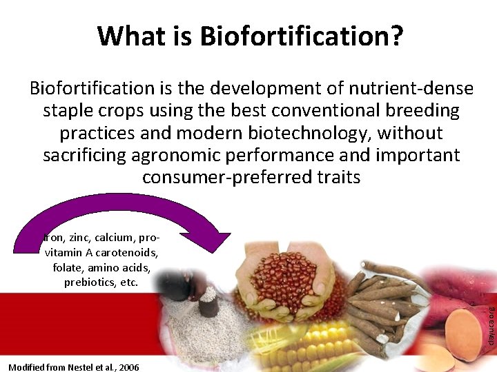 What is Biofortification? Biofortification is the development of nutrient-dense staple crops using the best