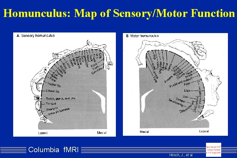 Homunculus: Map of Sensory/Motor Function Columbia f. MRI Hirsch, J. , et al 
