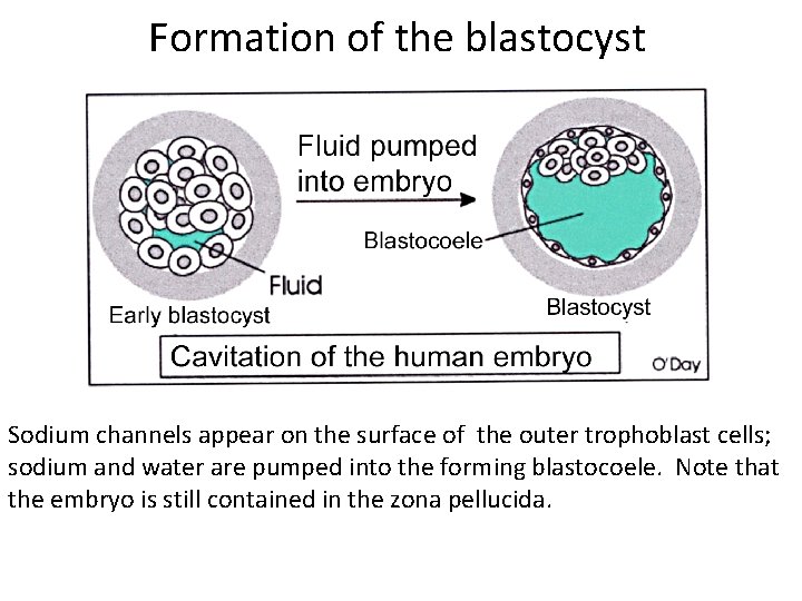 Formation of the blastocyst Sodium channels appear on the surface of the outer trophoblast