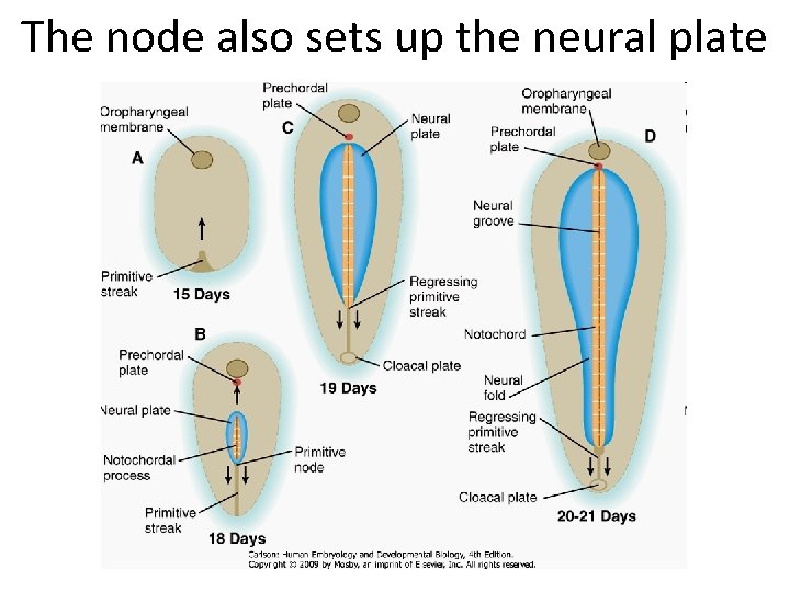 The node also sets up the neural plate 