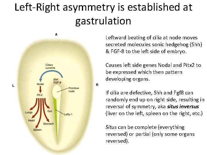 Left-Right asymmetry is established at gastrulation Leftward beating of cilia at node moves secreted