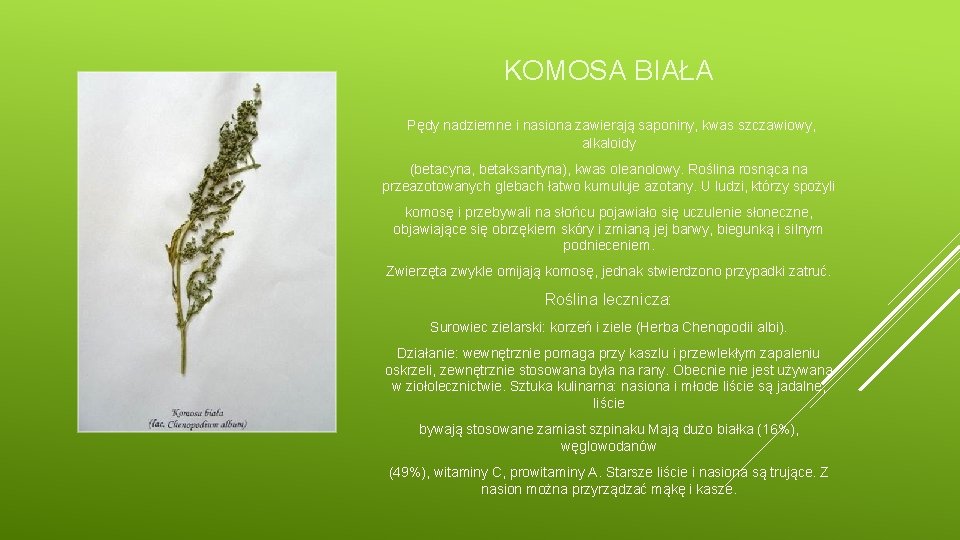KOMOSA BIAŁA Pędy nadziemne i nasiona zawierają saponiny, kwas szczawiowy, alkaloidy (betacyna, betaksantyna), kwas