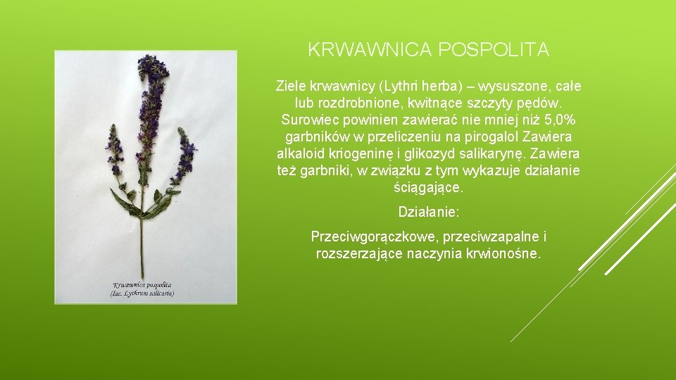 KRWAWNICA POSPOLITA Ziele krwawnicy (Lythri herba) – wysuszone, całe lub rozdrobnione, kwitnące szczyty pędów.