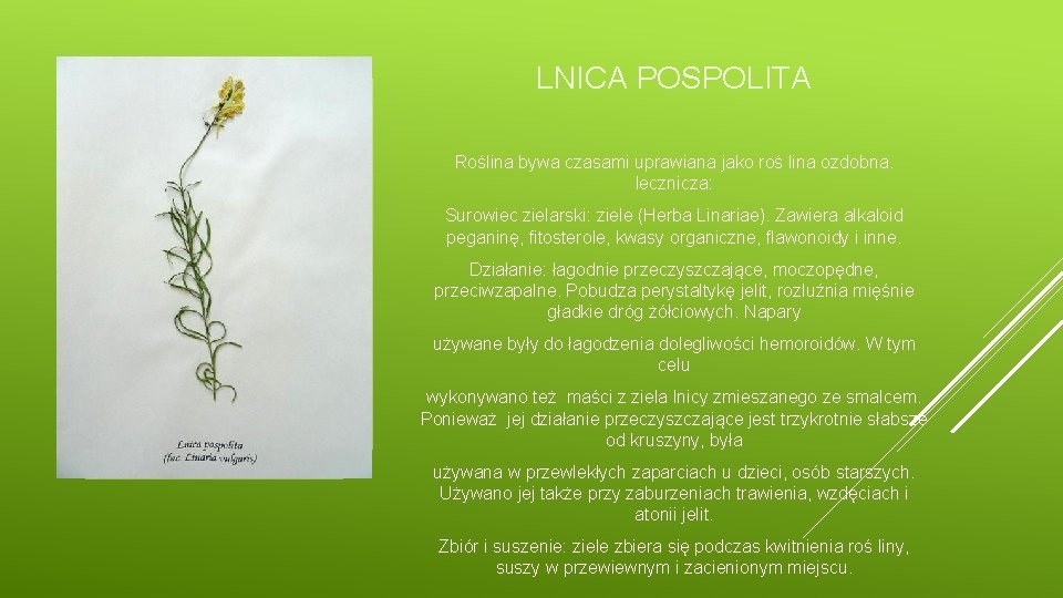 LNICA POSPOLITA Roślina bywa czasami uprawiana jako roś lina ozdobna. lecznicza: Surowiec zielarski: ziele