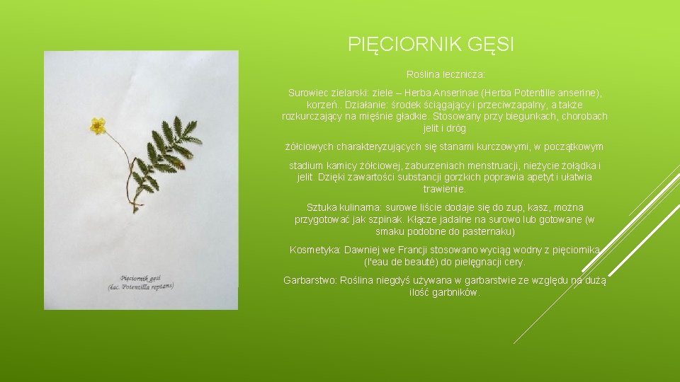 PIĘCIORNIK GĘSI Roślina lecznicza: Surowiec zielarski: ziele – Herba Anserinae (Herba Potentille anserine), korzeń.
