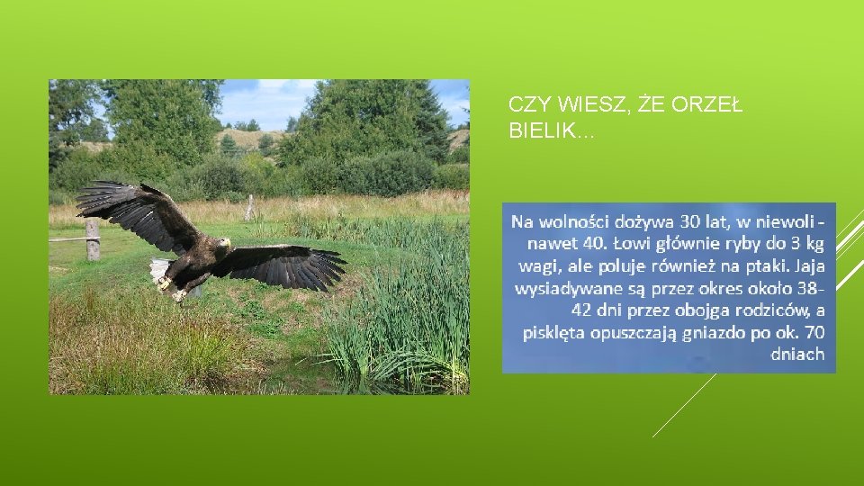CZY WIESZ, ŻE ORZEŁ BIELIK… 