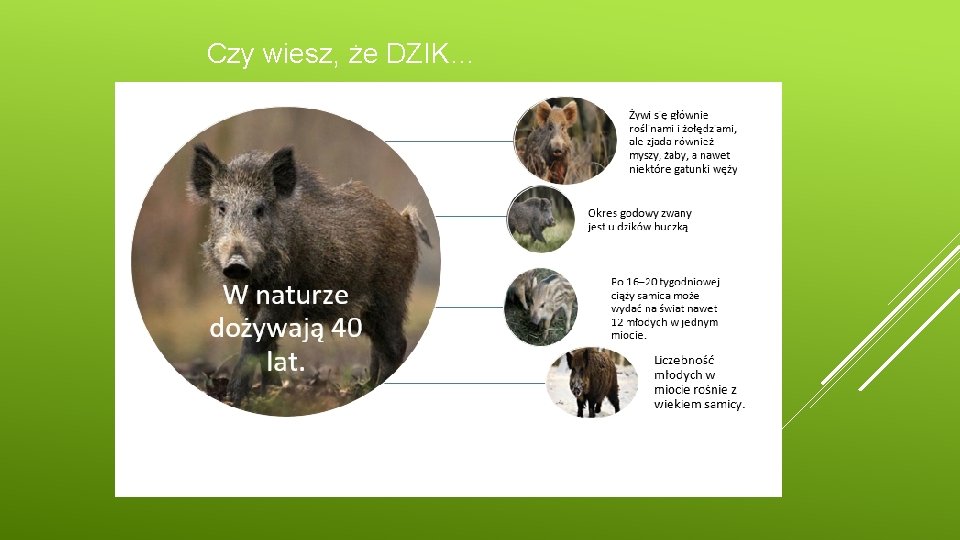 Czy wiesz, że DZIK… 