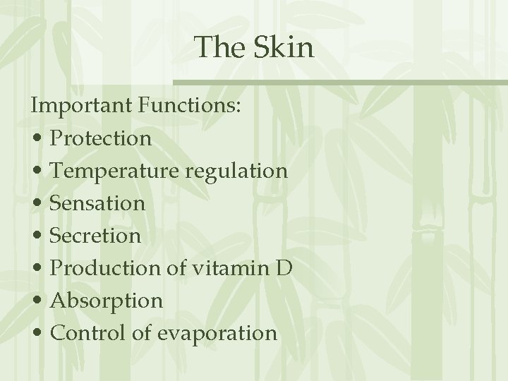 The Skin Important Functions: • Protection • Temperature regulation • Sensation • Secretion •