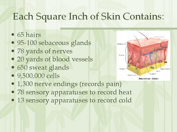 Each Square Inch of Skin Contains: • • • 65 hairs 95 -100 sebaceous