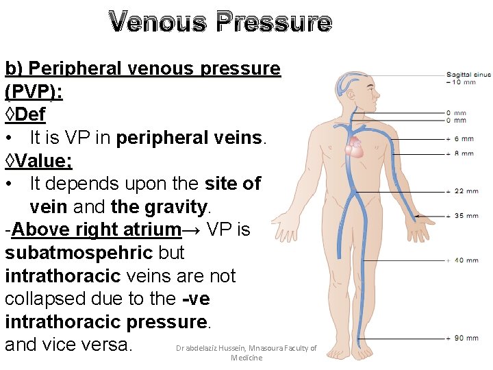 Venous Pressure b) Peripheral venous pressure (PVP): ◊Def • It is VP in peripheral